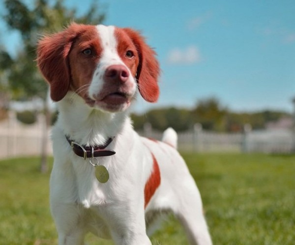 Spaniel-Bretón-1