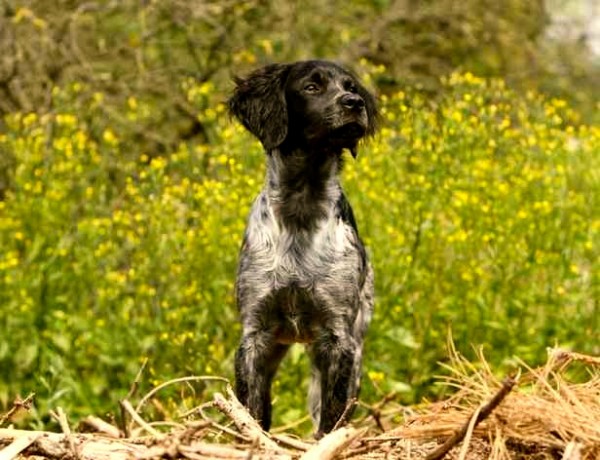 Spaniel-Bretón-2