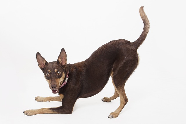 seguro medico para perros