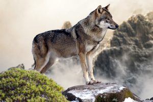 tipos de lobos