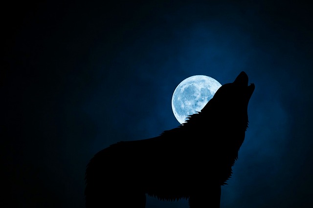 aullar-lobo