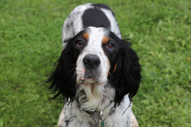 adiestrar setter ingles