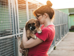 Adoptar un perro