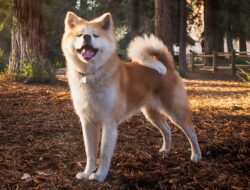 Akita Inu