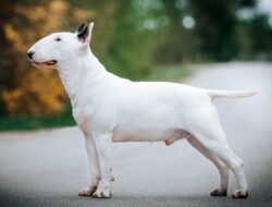 Bull Terrier
