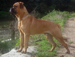 Bullmastiff