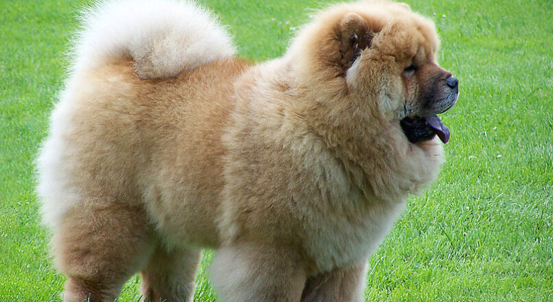 Chow Chow Caracter sticas Y Cuidados Chow Chow Caracter sticas Y Cuidados