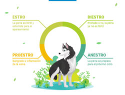 Cosas a saber sobre el celo en las perras