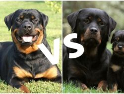 Diferencias entre Rottweiler Americano y Alemán