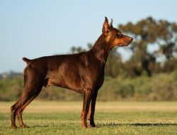 Doberman