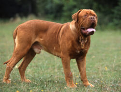 Dogo de Burdeos