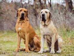 Fila Brasileño