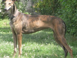 Galgo