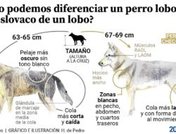 Historia del perro lobo