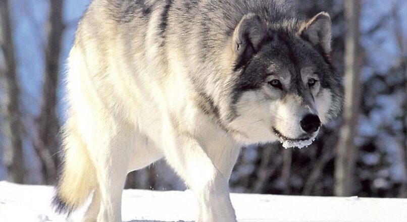 Lobo
