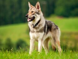Lobo domestico