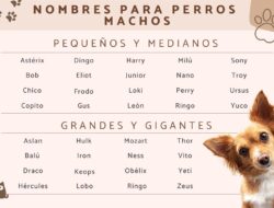 Nombres para perros