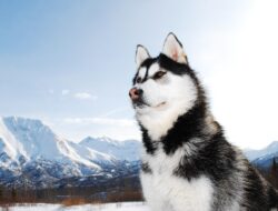 Perro lobo