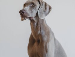 Perros de caza