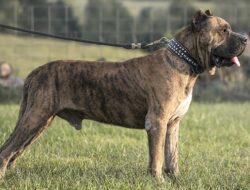 Perros de presa