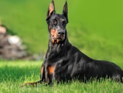 Perros guardianes