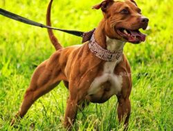 Pitbull Terrier Americano