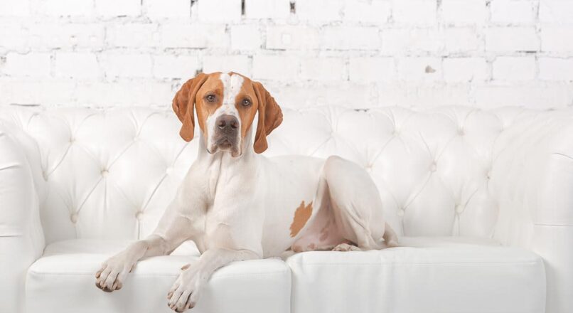 Razas de perros de caza
