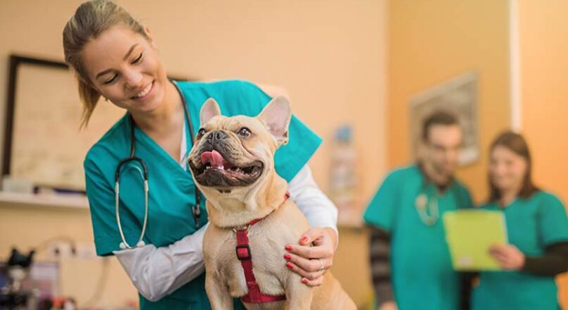 Seguro médico para perros