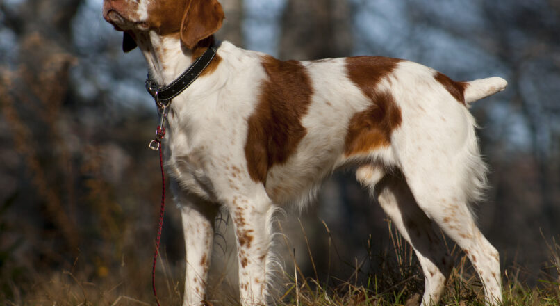 Spaniel Breton